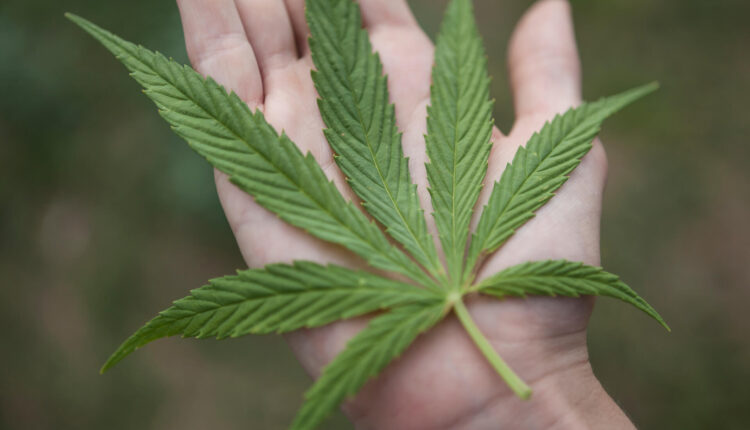 Michigan medical marijuana caregivers gear up for fight against efforts to restrict grow rights