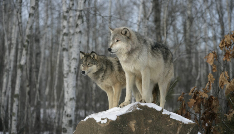 Judge restores federal protections for gray wolves, except in Northern Rockies ⋆ Michigan Advance