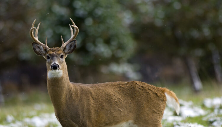 Bovine TB detected in first private deer facilities since 2009 ⋆ Michigan Advance