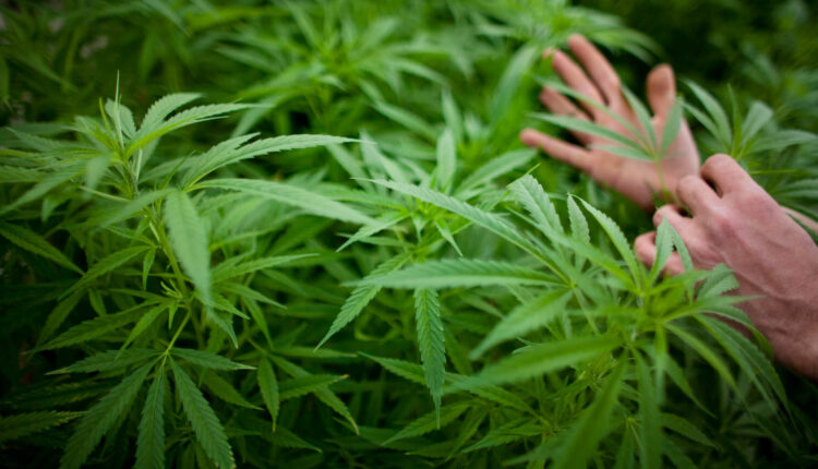 Schumer, Booker, Wyden ask U.S. Senate colleagues for help on marijuana reform ⋆ Michigan Advance