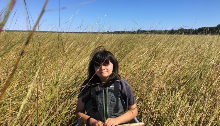 Legislation would designate manoomin as state’s official native grain ⋆ Michigan Advance