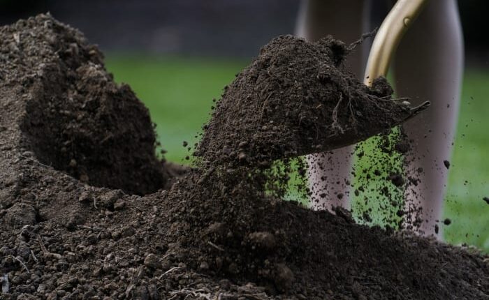 The city will plant a tree in front of your Detroit home for free -- here’s how
