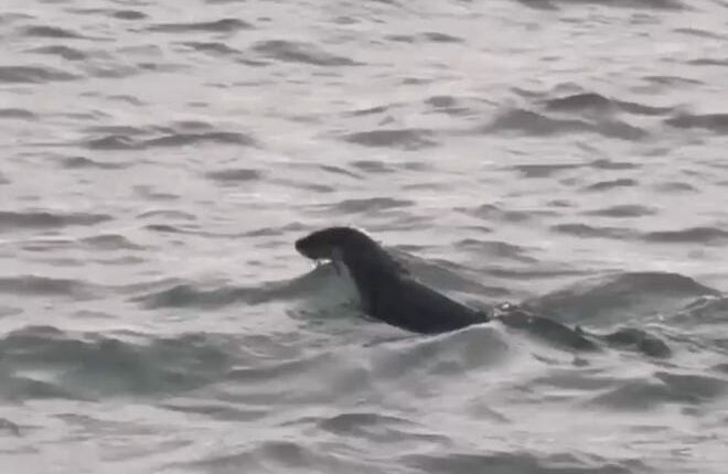 An otter spotted on April 25 on the Canadian side of the Detroit River by University of Windsor Ph.D.  student Eric Ste-Marie.