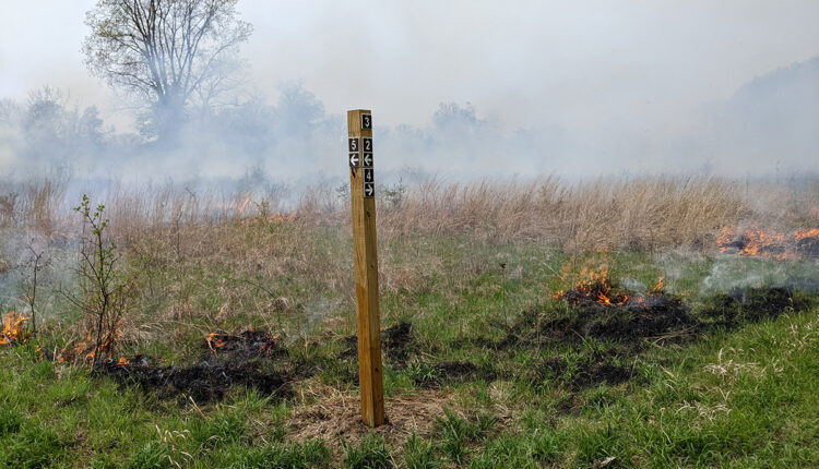 How smoking grass is preserving habitat in Rouge Park