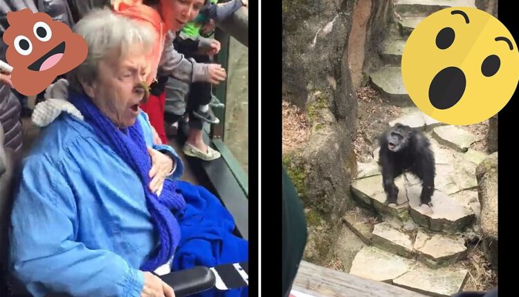 Gorilla At Grand Rapids Zoo and Throws Poop At Grandma's Face