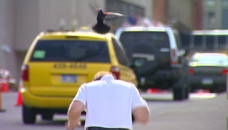 Experts issue warning as aggressive birds return to Grand Rapids