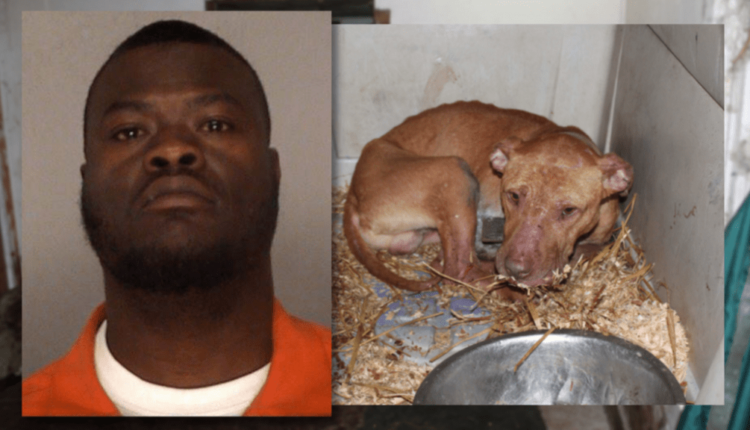 Dog-fighting and Cocaine across three states nets convictions