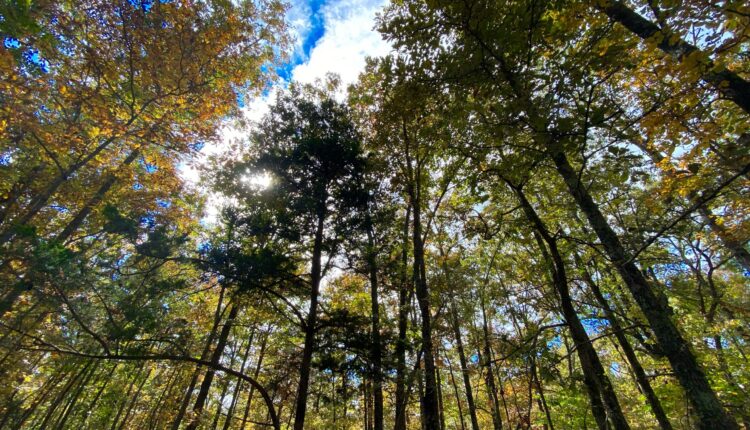 Old-growth trees on federal lands at risk despite Biden order, environmentalists say ⋆ Michigan Advance