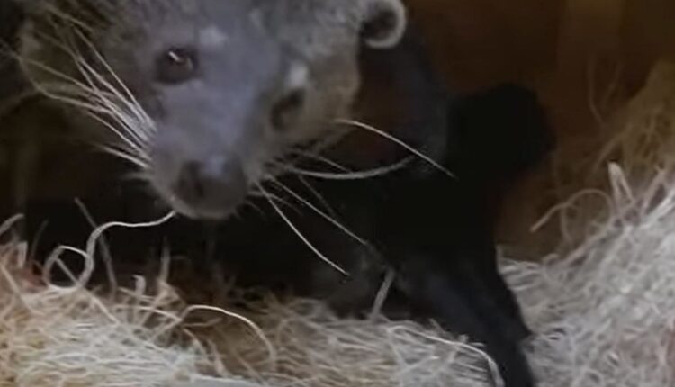 Check Out These Newborns at Lansing's Potter Park Zoo!
