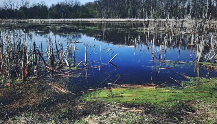U.S. Supreme Court mulls federal water rules, wetlands designations in Idaho case ⋆ Michigan Advance