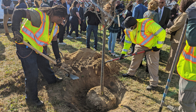 Detroit bets on trees - BridgeDetroit
