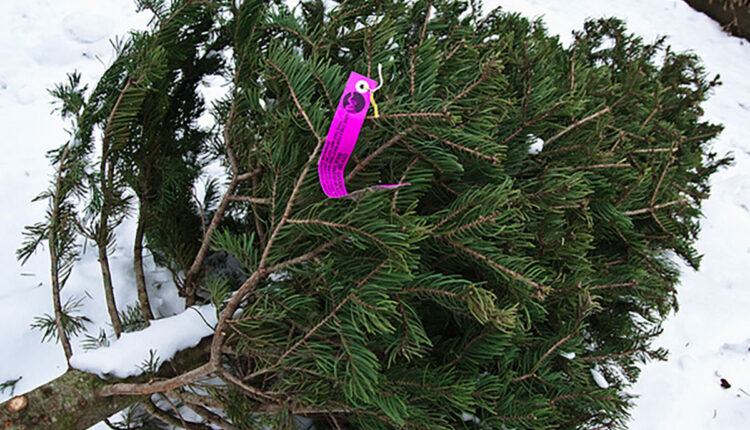 Grand Rapids, EGR announce tree disposal options