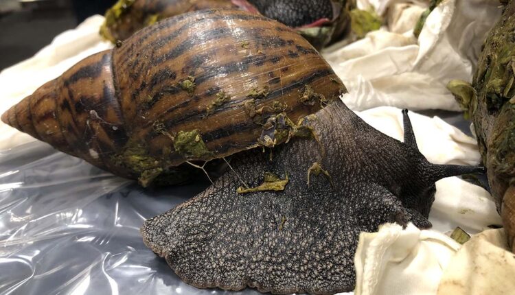 Six giant, dangerous snails confiscated at the Detroit Metropolitan Airport