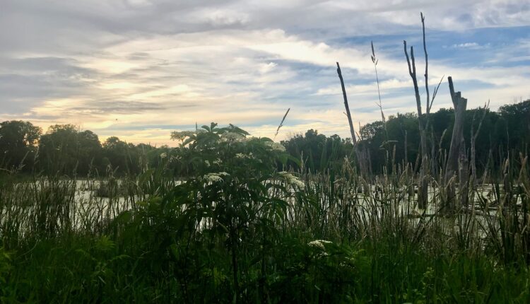 U.S. Senate clears measure to undo Biden WOTUS rule on wetlands ⋆ Michigan Advance