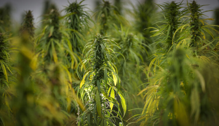 Former House Speaker Rick Johnson, others charged in marijuana bribery case ⋆ Michigan Advance