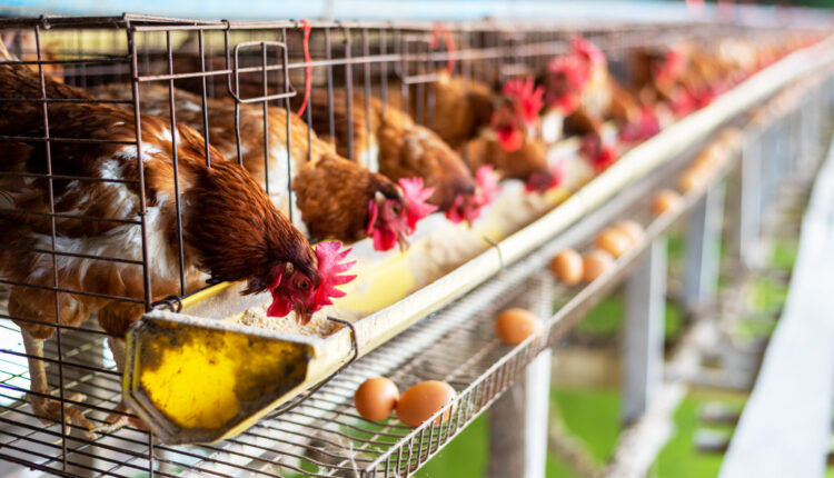 The U.S. is undergoing its worst bird flu outbreak ever. Is a poultry vaccine the answer? ⋆ Michigan Advance