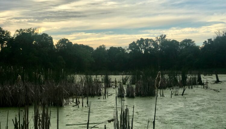 U.S. Supreme Court rejects Biden wetlands regulation, ruling for Idaho couple ⋆ Michigan Advance