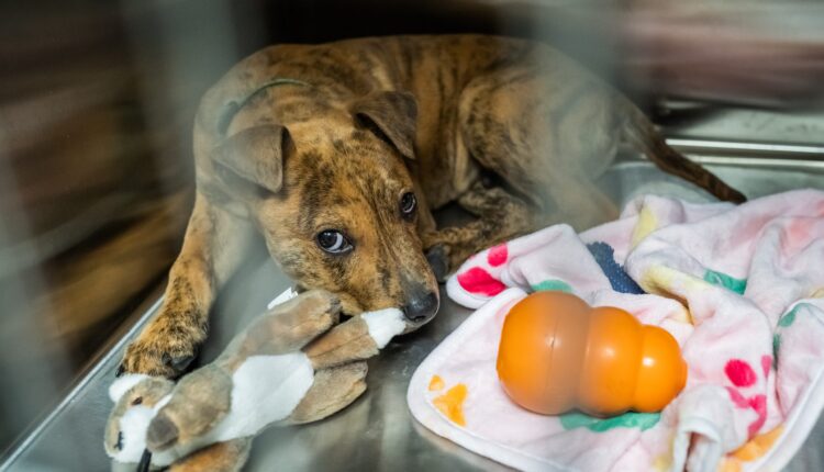Support on the way for Detroit’s dog owners