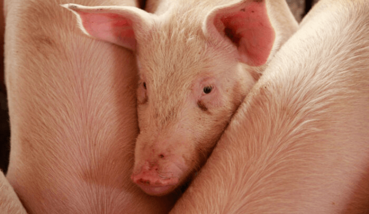 Congress takes aim at state animal welfare laws ⋆ Michigan Advance