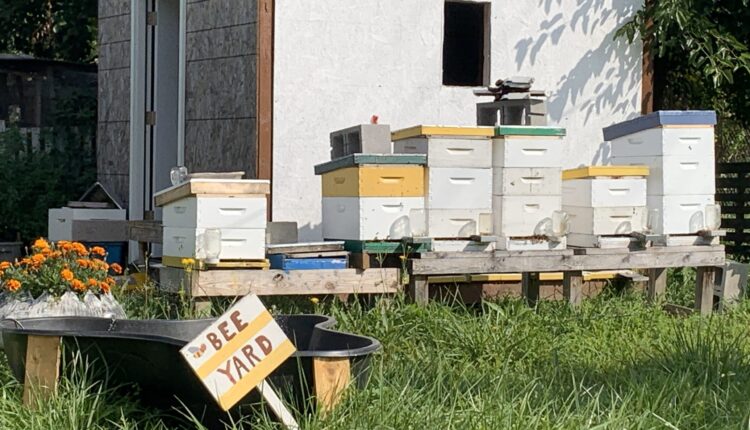 Detroit animal-keeping law finally in the pipeline