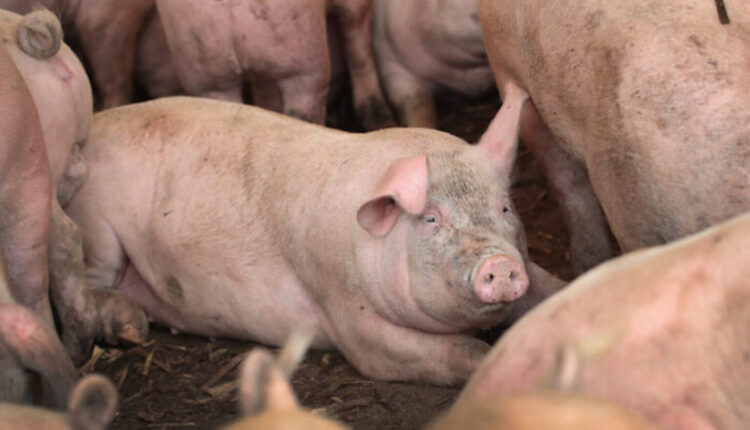 Report calls for stricter regulations on animal feeding operations to protect water quality • Michigan Advance